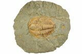 Cambrian Trilobite (Hamatolenus) - Tinjdad, Morocco #229610-1
